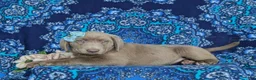 Labrador Retriever dogs for sale: Bailee - Ad 5