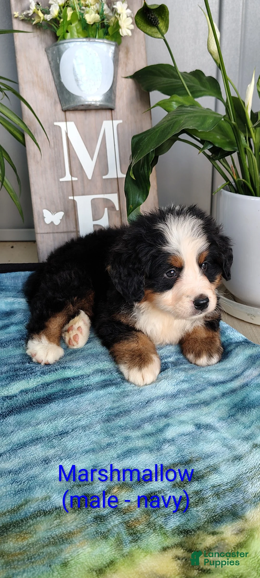 Bernese Mountain Dog dogs for sale: Marshmallow - Ad 1