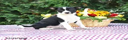 Mixed Breed dogs for sale: Callie - Ad 1