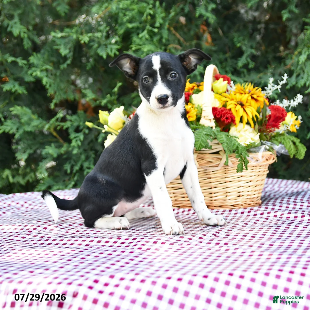 Mixed Breed dogs for sale: Callie - Ad 1