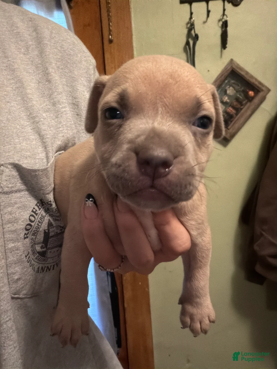American Bully dogs for sale: American Bully 1 - Ad 2