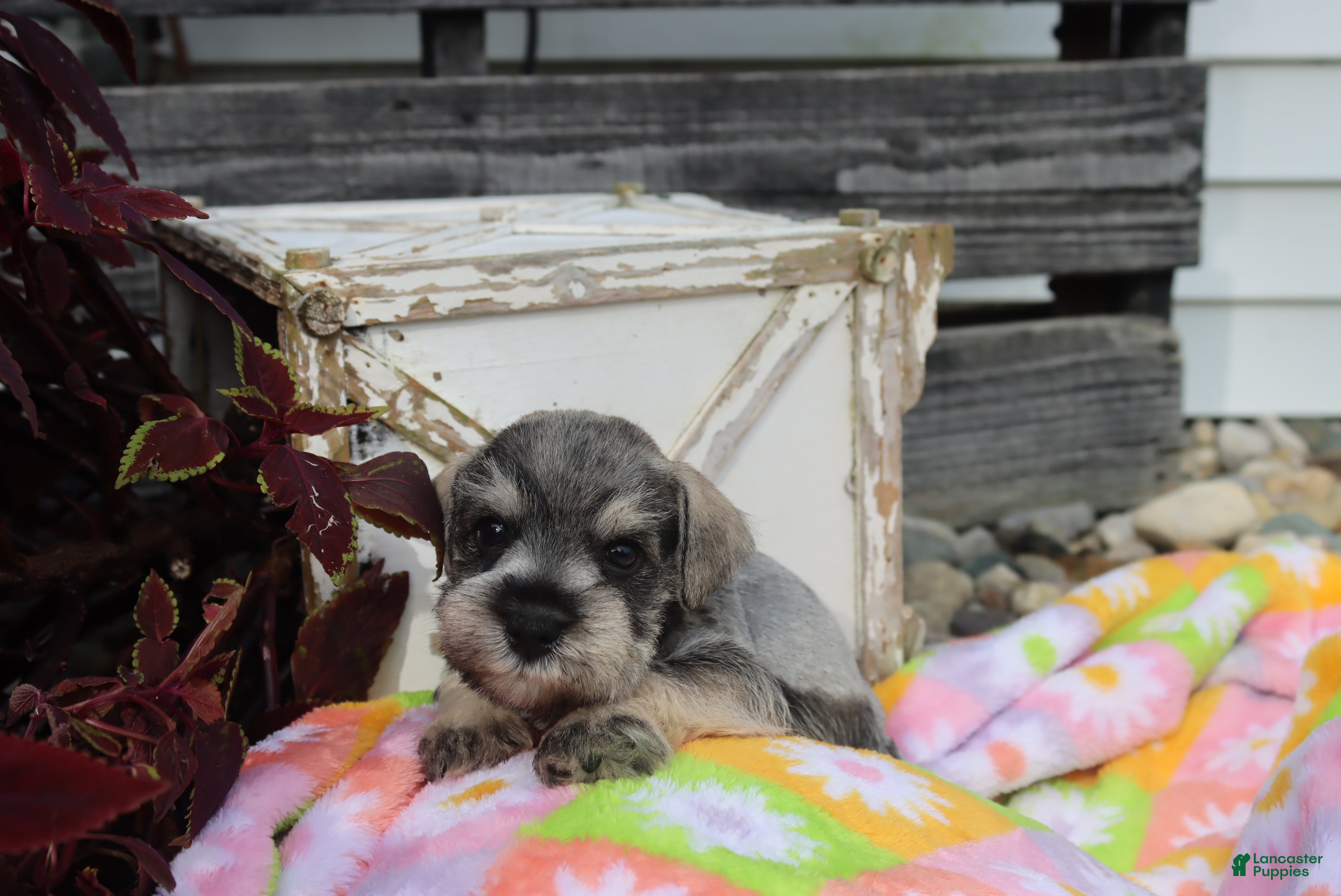 Miniature Schnauzer dogs landon - Ad 1