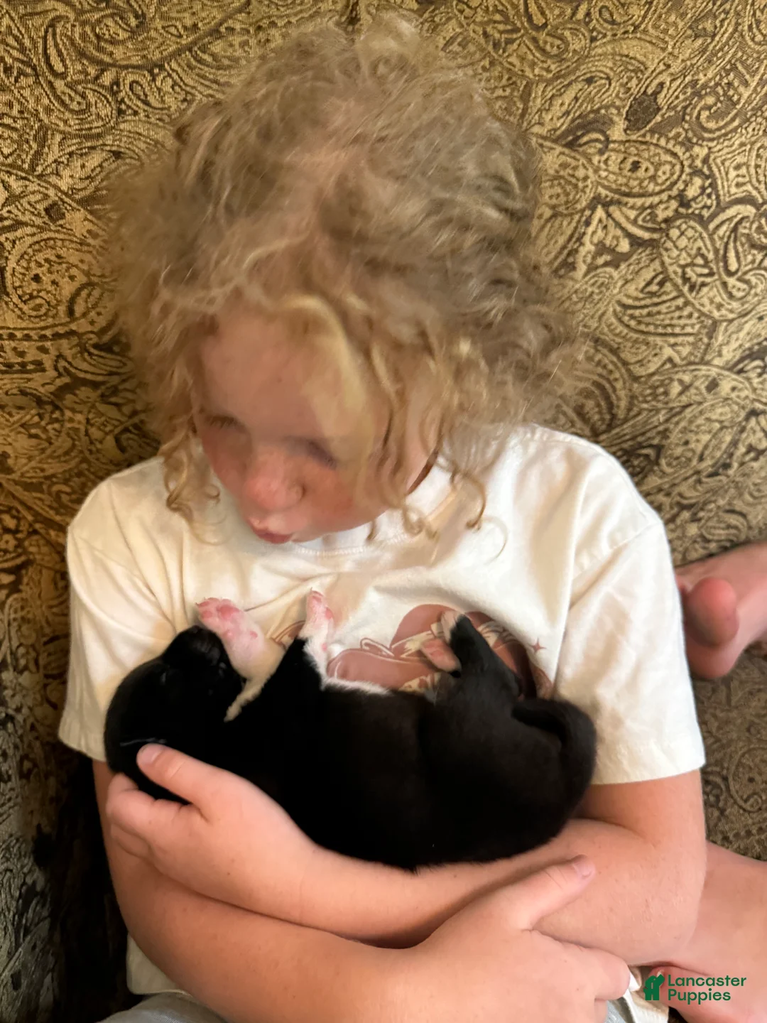 Mixed Breed dogs for sale: Mixed Breed 3 - Ad 2