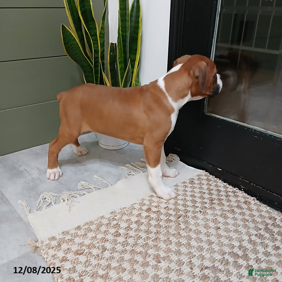 Boxer dogs for sale: Riley - Ad 2