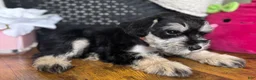 Miniature Schnauzer dogs for sale: Daisy - Ad 12