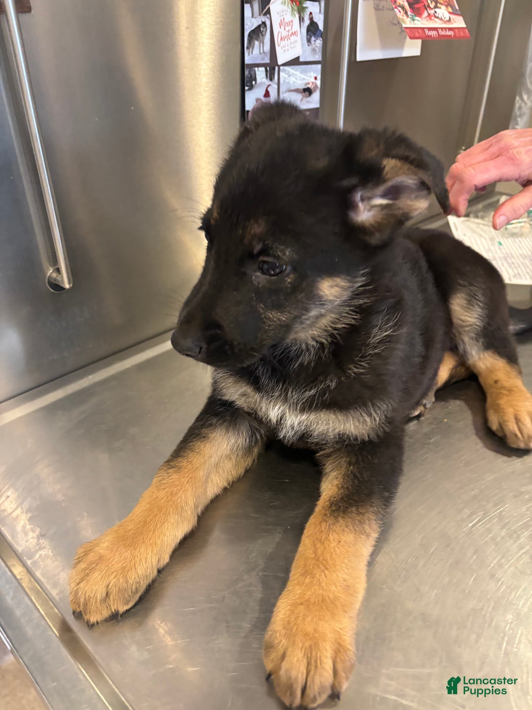 German Shepherd dogs for sale: Roxy - Ad 6