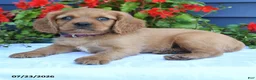 Miniature Golden Retriever dogs for sale: Squash - Ad 2