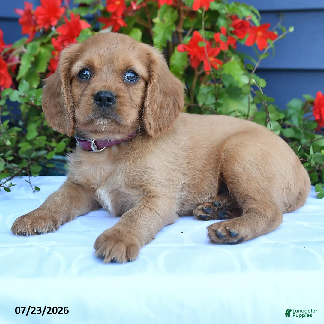 Miniature Golden Retriever dogs for sale: Squash - Ad 2