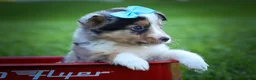 Mixed Breed dogs for sale: Graham🐶 - Ad 5