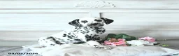 Dalmatian dogs for sale: Ellie - Ad 3