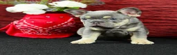 French Bulldog dogs for sale: Barney  - Ad 5