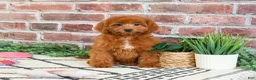 Cavapoo dogs for sale: Noelle  - Ad 2