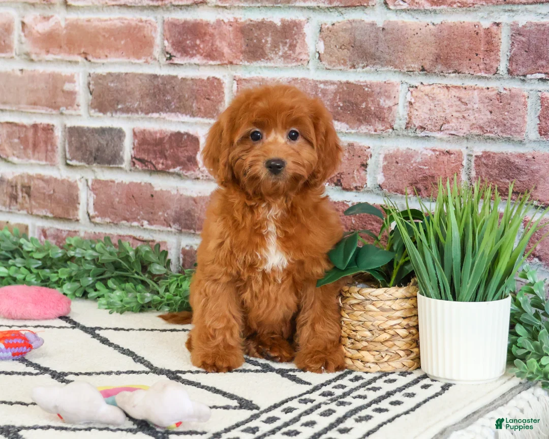 Cavapoo dogs for sale: Noelle  - Ad 2