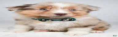 Flynn