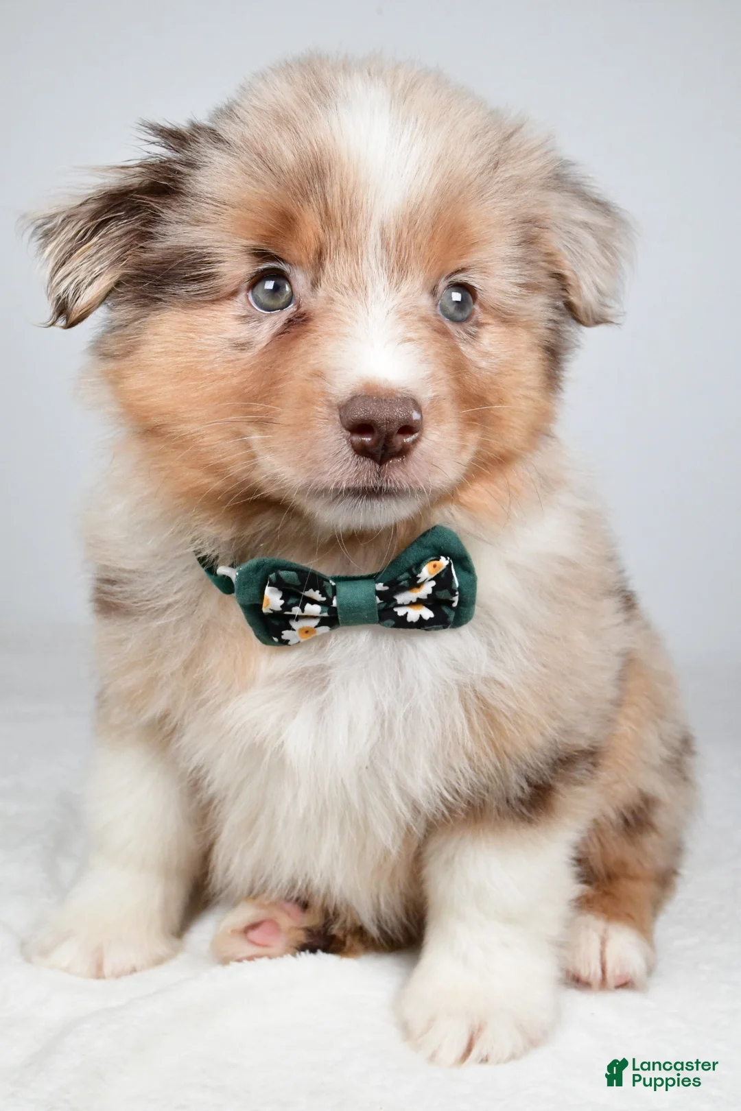 Miniature Australian Shepherd dogs for sale: Flynn - Ad 1