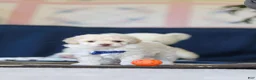 Toy Poodle dogs for sale: Biscuit - Ad 8