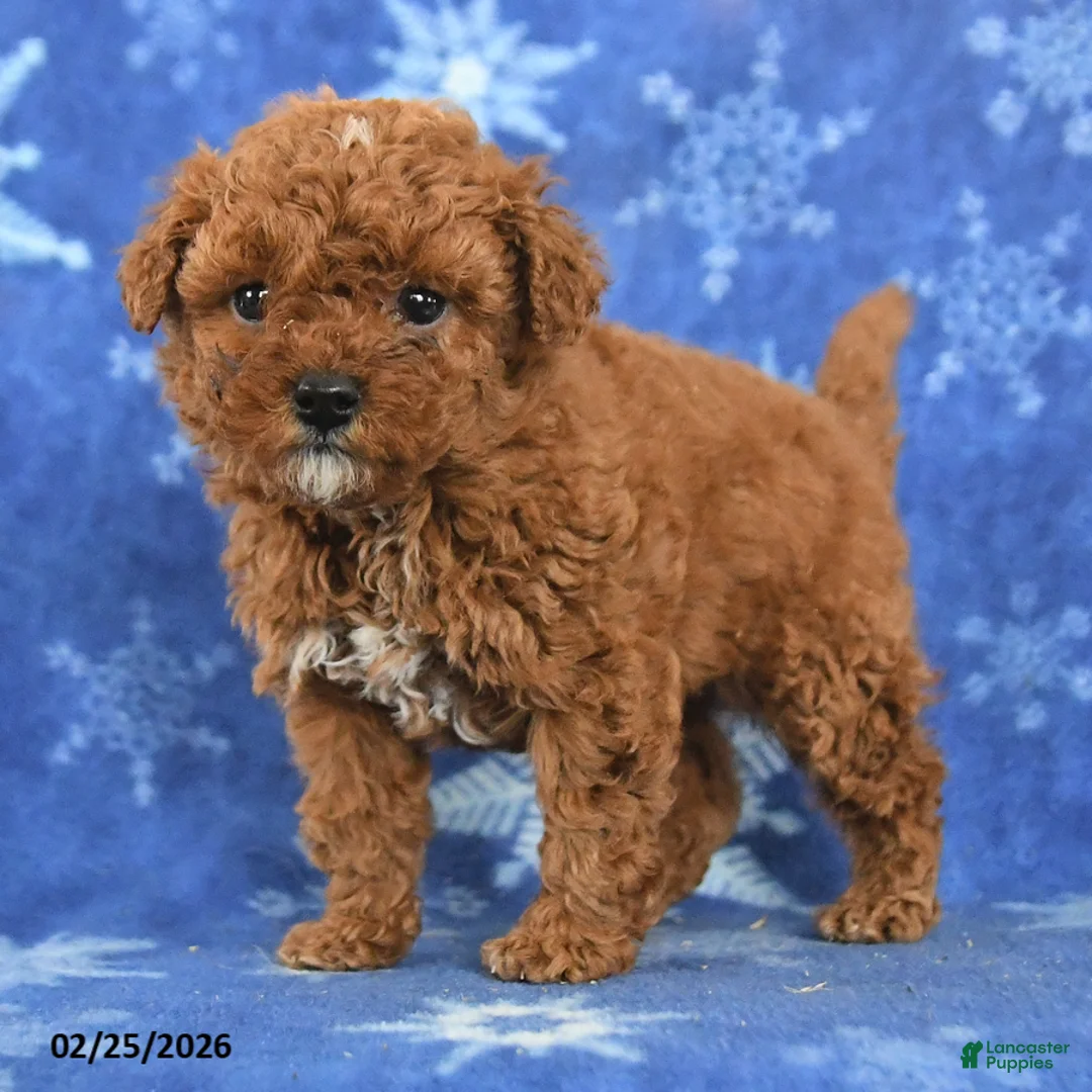 Miniature Poodle dogs for sale: Freddy - Ad 5