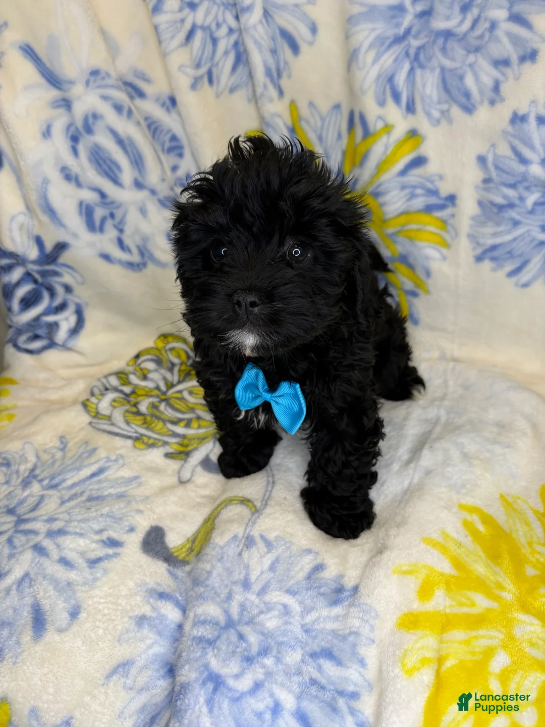 Mixed Breed dogs for sale: Mixed Breed 1 - Ad 3