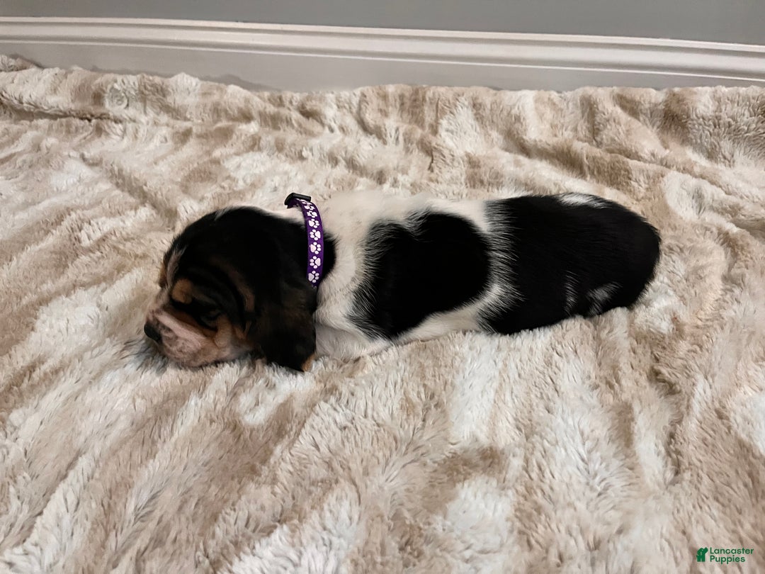 Basset Hound dogs for sale: Lolli - Ad 3