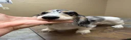 Dachshund dogs for sale: Randy Travis - Ad 3