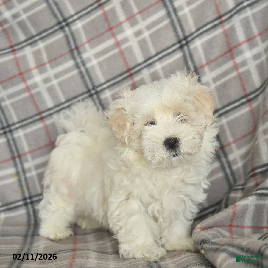 Maltese dogs Riley - Ad 2