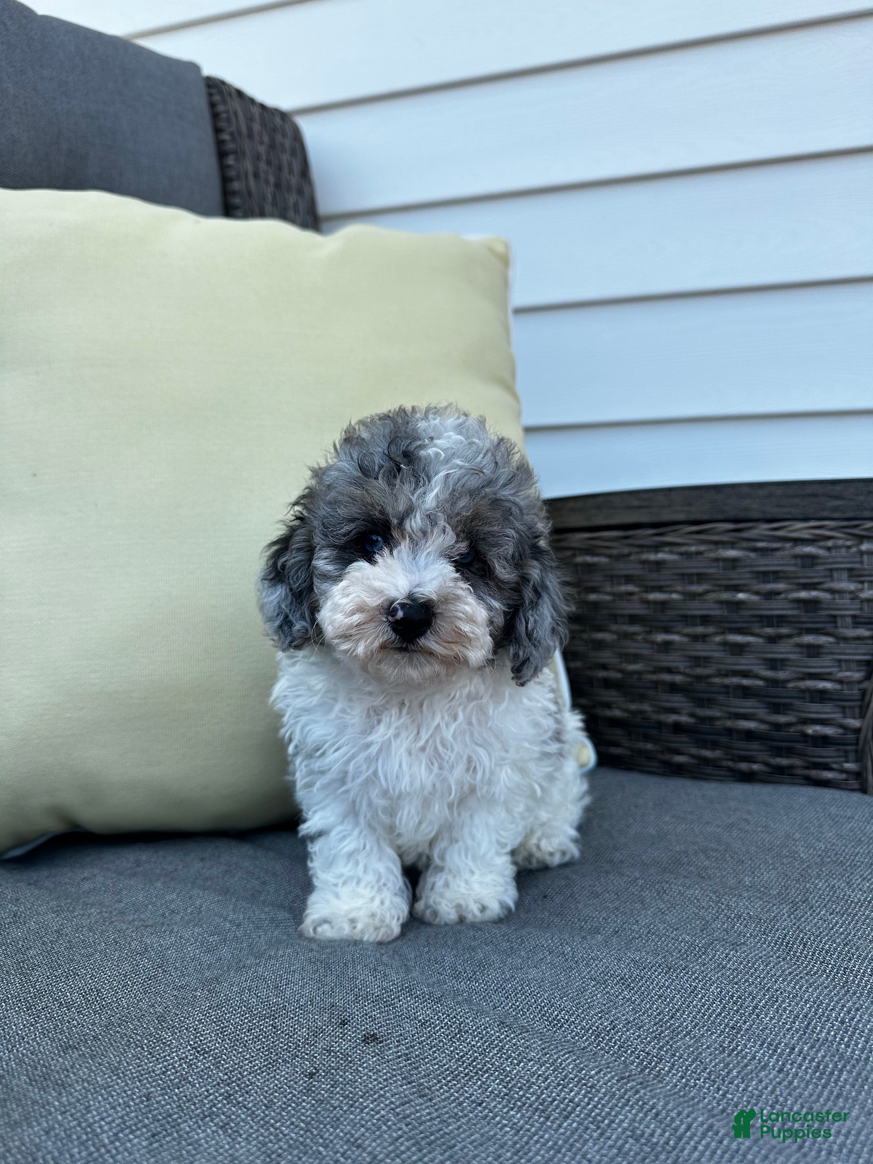 Toy Poodle dogs Louie - Ad 1