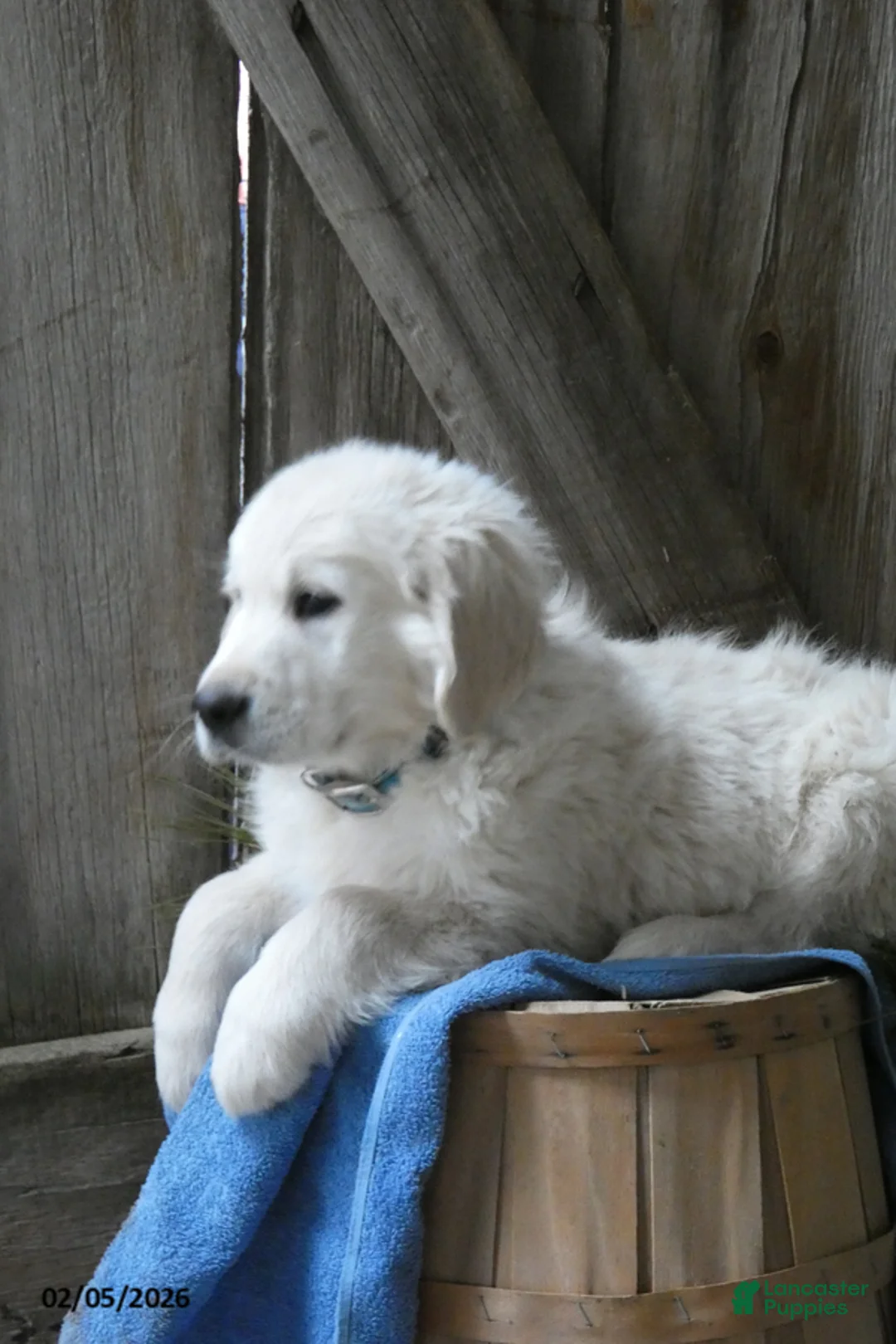 Golden Retriever dogs for sale: Fluffernutter - Ad 4
