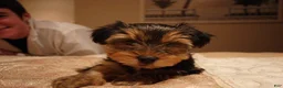Yorkshire Terrier dogs for sale: Max - Ad 1