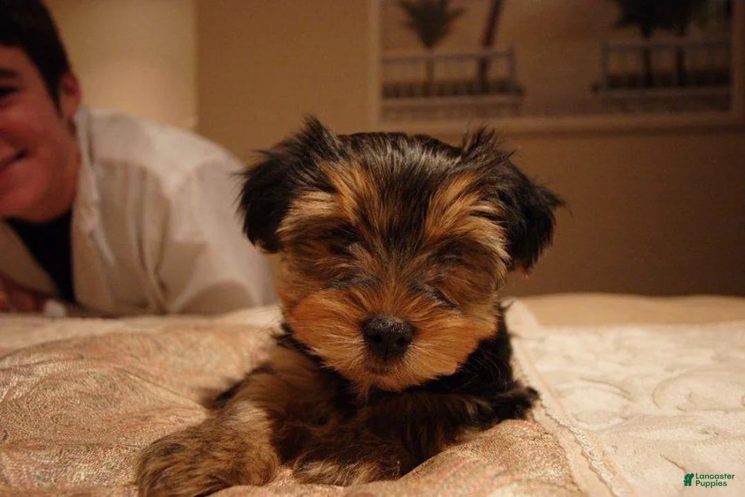 Yorkshire Terrier dogs for sale: Max - Ad 1