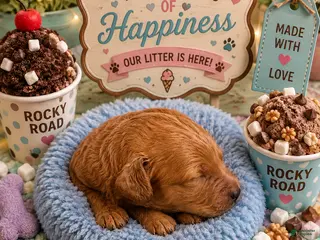 Mini Goldendoodle dogs for sale: Rocky Road 🍫 - Ad 3