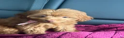 Mini Aussiedoodle dogs for sale: Mini Aussiedoodle Puppy 1 - Ad 2
