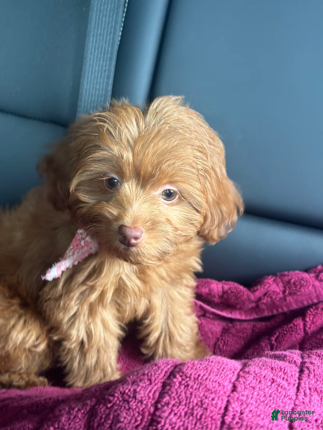 Mini Aussiedoodle dogs for sale: Mini Aussiedoodle Puppy 1 - Ad 2