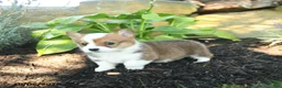 Welsh Corgi Pembroke dogs for sale: Candi  - Ad 3