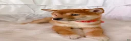 Shiba Inu dogs for sale: ❤️ Wolfy ❤️ - Ad 4
