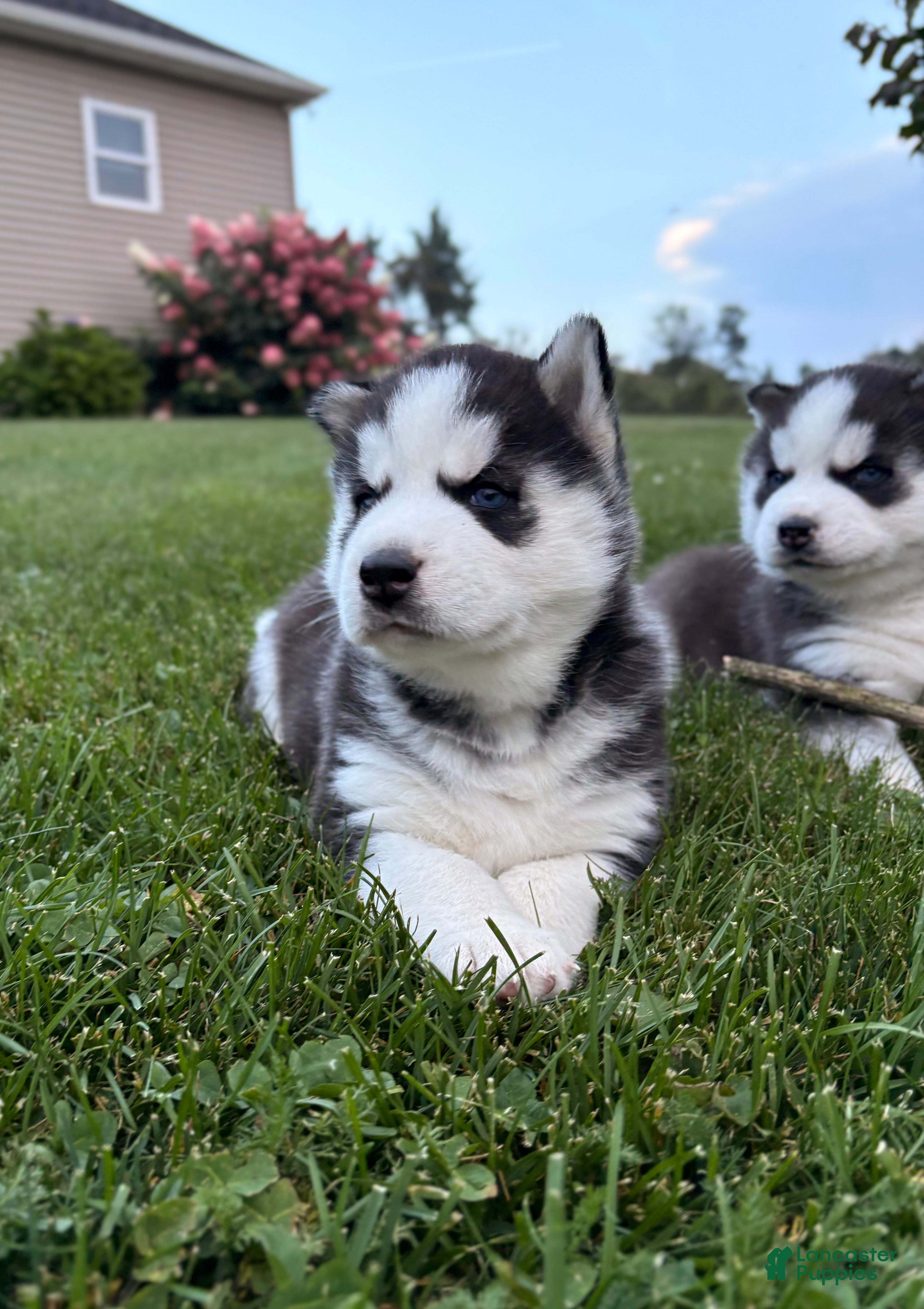 Siberian Husky dogs Billy - Ad 2