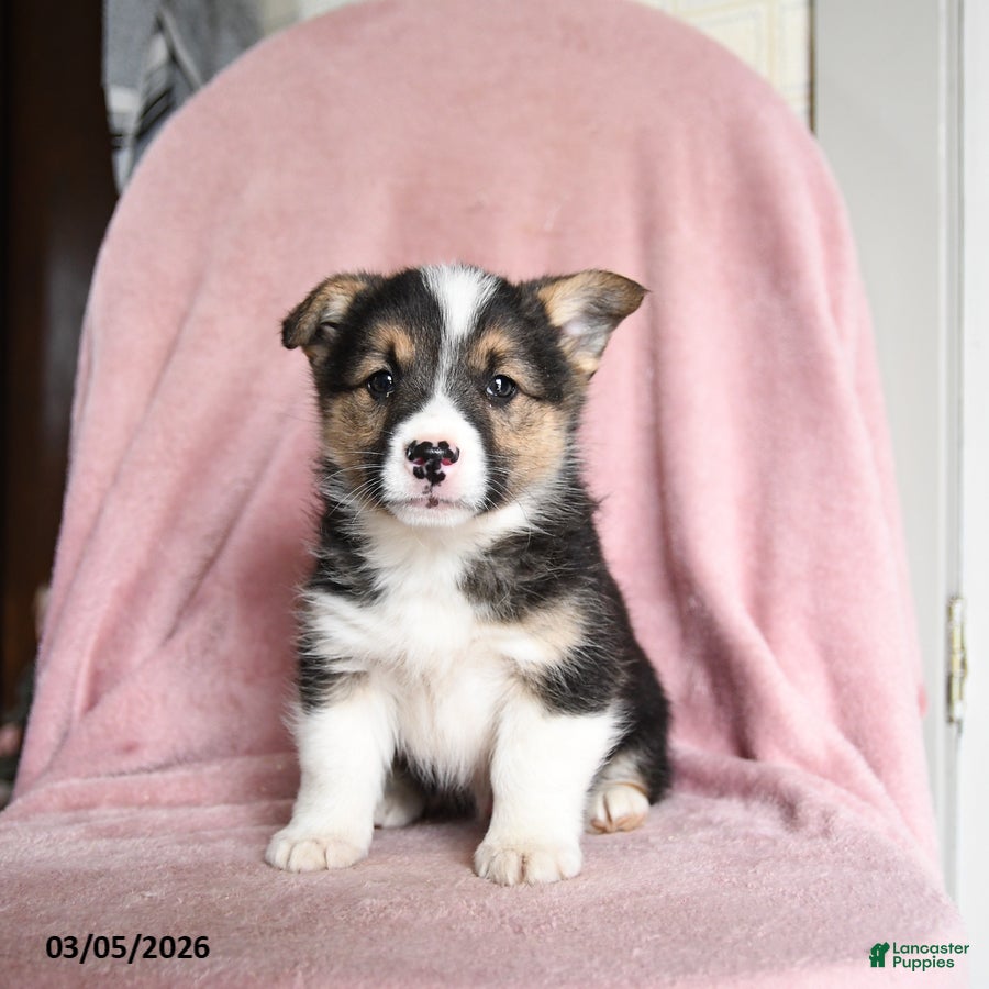 Mixed Breed dogs Peanut Butter Ripple - Ad 1