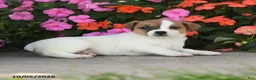 Jack Russell Terrier dogs for sale: Archer - Ad 3