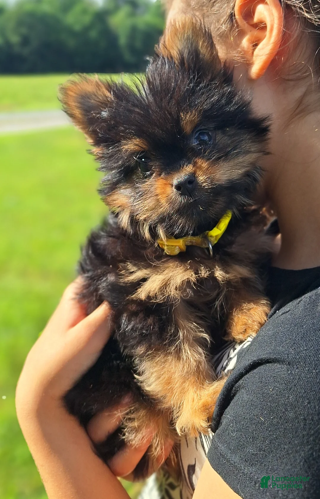 Mixed Breed dogs for sale: Beauty - Ad 2