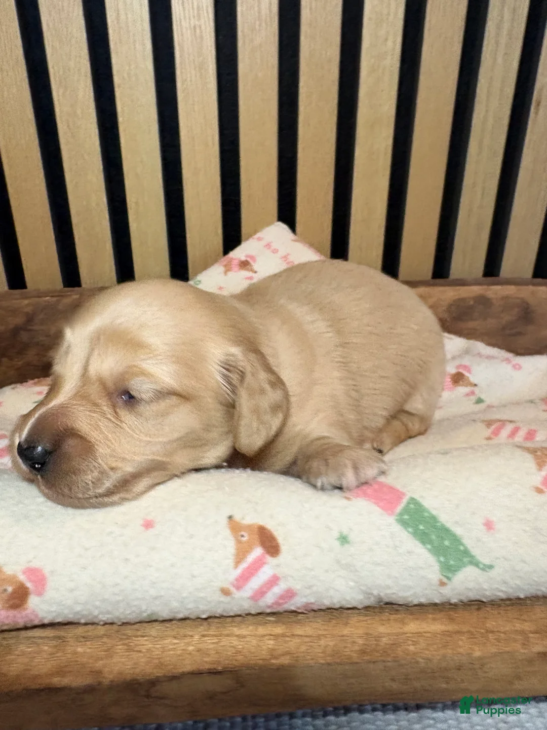 Miniature Dachshund dogs for sale: Hank - Ad 2