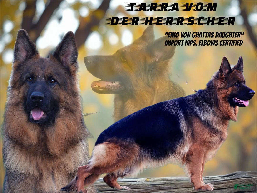 German Shepherd dogs for sale: Lh Champion bred import girl - Ad 19