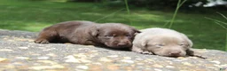 Labrador Retriever dogs for sale: Brook - Ad 6