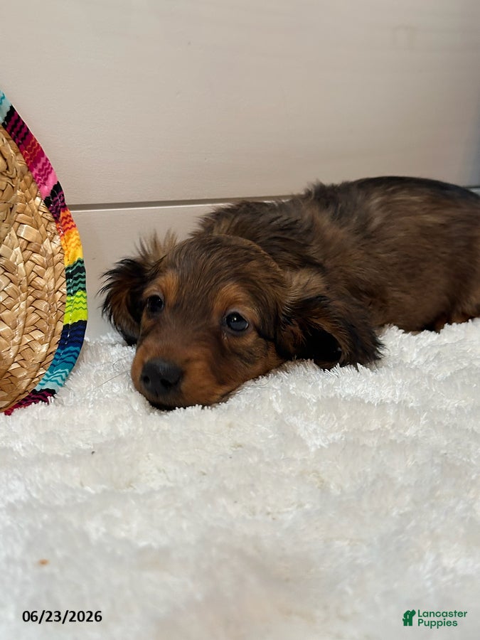 Miniature Dachshund dogs Tucker - Ad 2