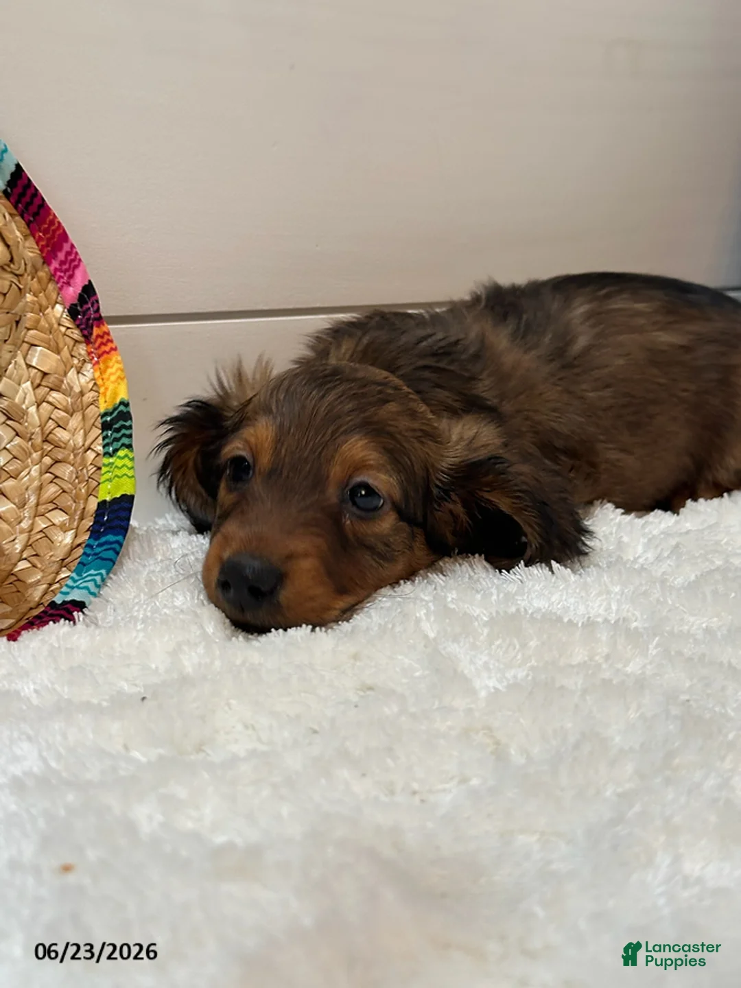 Miniature Dachshund dogs for sale: Tucker - Ad 2