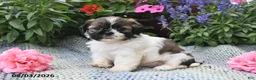 Shih Tzu dogs for sale: Oscar - Ad 1