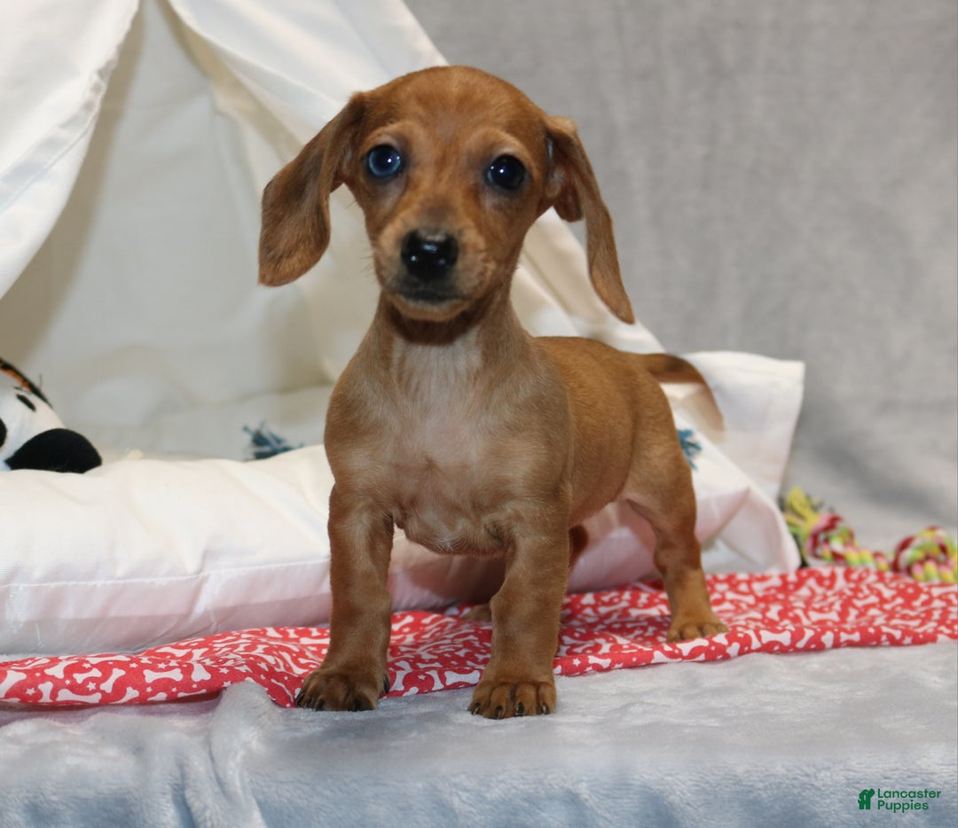 Miniature Dachshund dogs for sale: Button - Ad 6