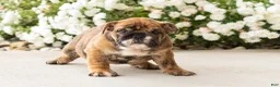English Bulldog dogs for sale: Bella - Ad 4