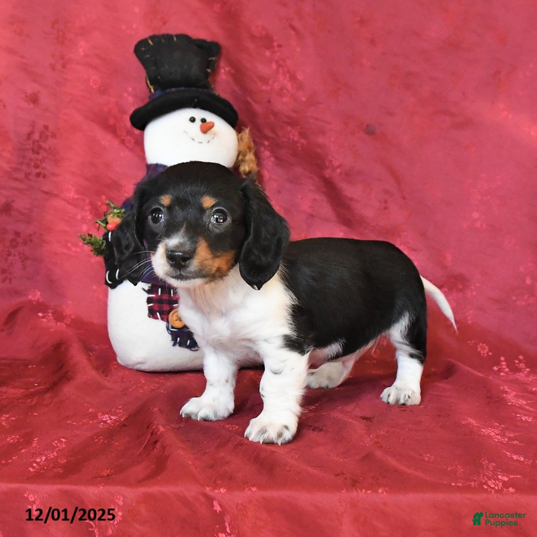 Dachshund dogs for sale: Hunter - Ad 4