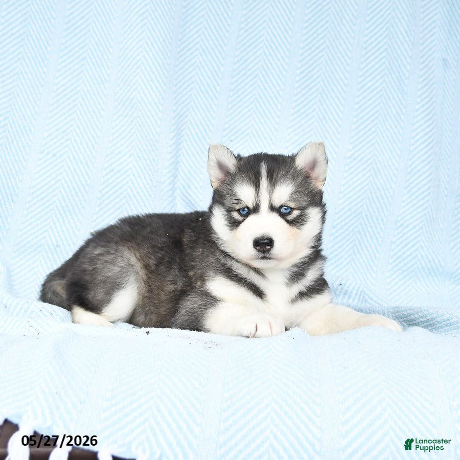 Gerberian Shepsky dogs Flurry - Ad 1
