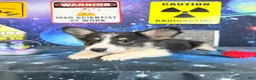 Welsh Corgi Pembroke dogs for sale: Eclipse  - Ad 3