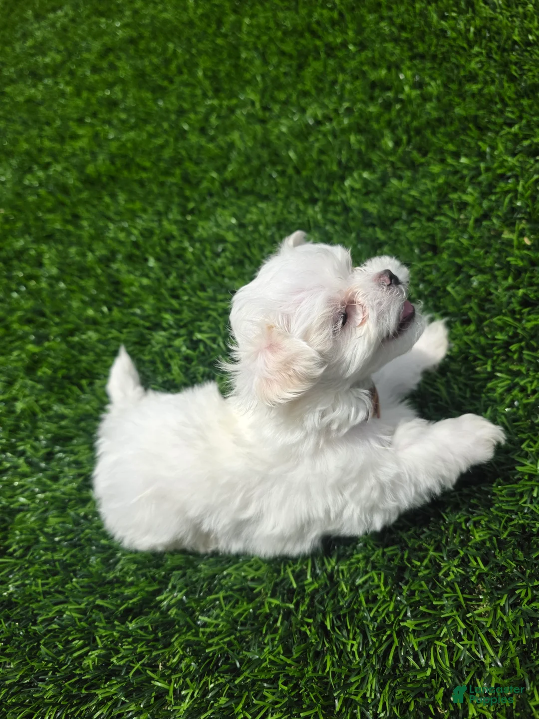 Maltese dogs for sale: 🐾 Adorable Male Maltese Puppy – Ready for His Forever Home! 🐾 - Ad 2
